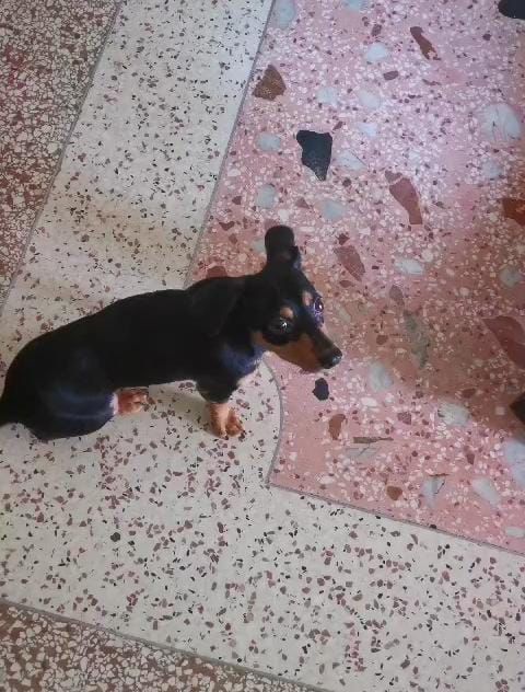 Francina pide ayuda para encontrar a su perro 