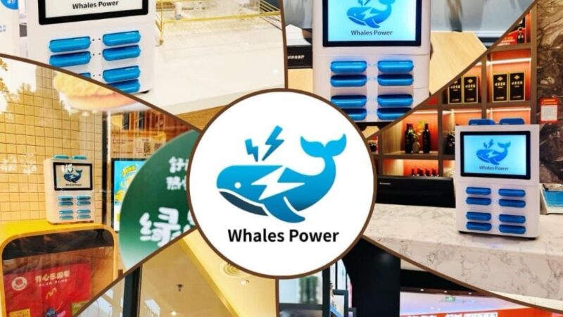 «Cargando Esperanza: Whales Power y la Fundación Quisqueya Transforman Vidas de Animales»