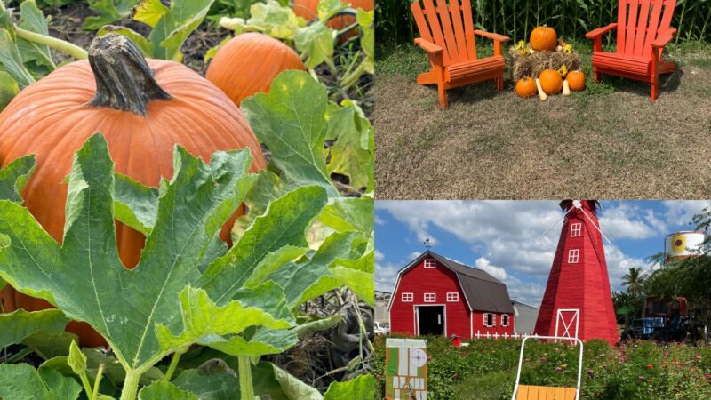 Más días para disfrutar del Pumpkin Patch en Tierra Tropical con dos nuevos fines de semana 19, 20, 26 y 27 de octubre