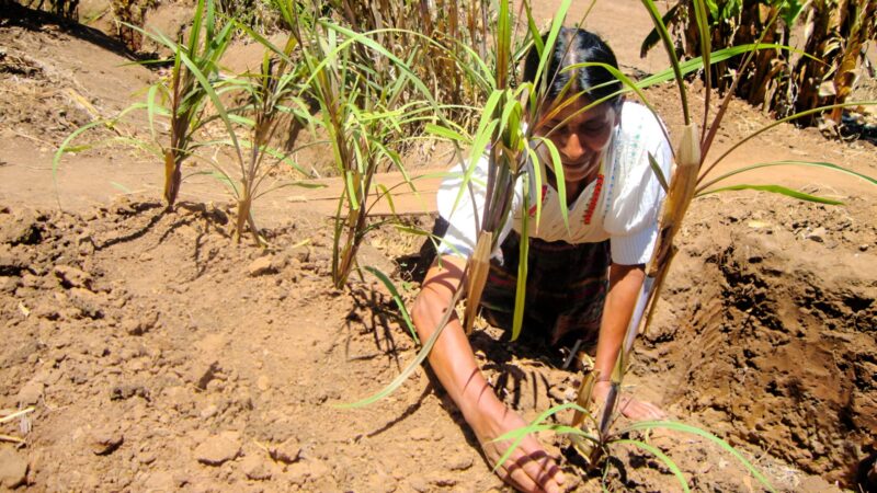 Nuevo informe de la ONU: 74 por ciento de los países de América Latina y el Caribe tienen alta exposición a eventos climáticos extremos, afectando la seguridad alimentaria   