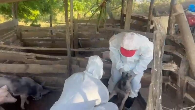 Confirman brote de fiebre porcina africana en El Pino, Dajabón