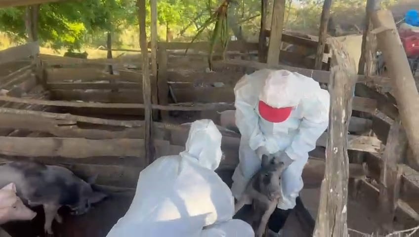 Confirman brote de fiebre porcina africana en El Pino, Dajabón