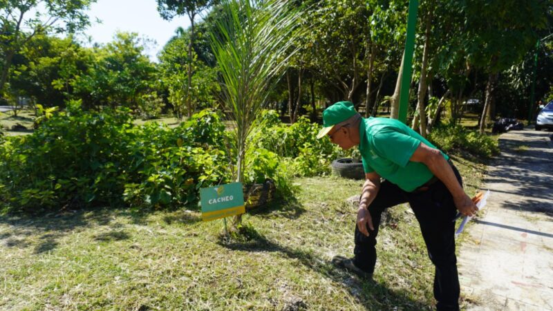 Digecac apuesta por la producción de plantas endémicas para embellecer las vías del país