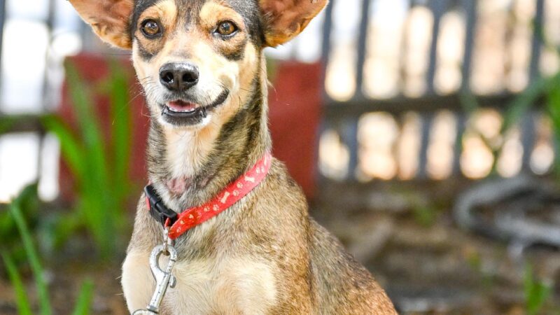 Alcaldía de Santiago realiza con éxito la 2da Feria de Adopción de Perritos