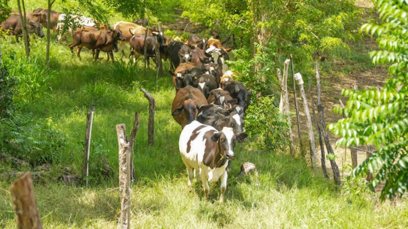En el Día de la Tierra, Dos Pinos reafirma su compromiso con la sostenibilidad