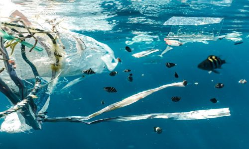 3 de julio – Día Internacional Libre de Bolsas de Plástico