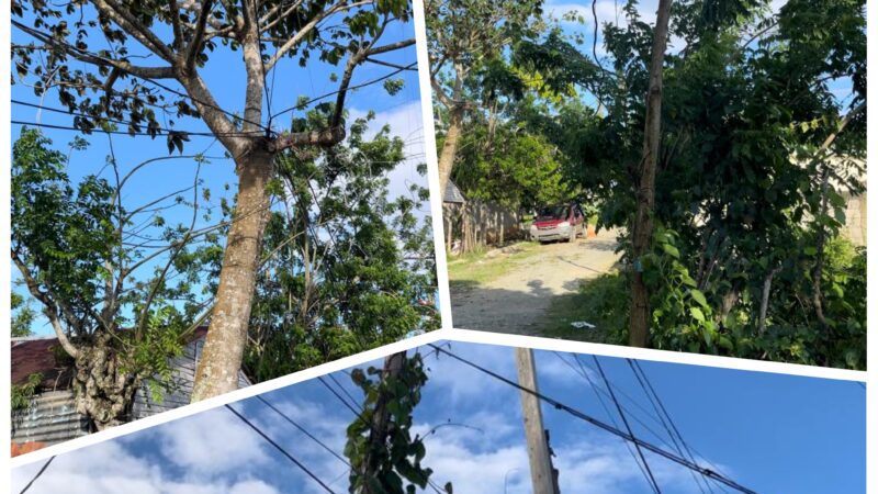 EDEESTE aclara muerte de yegua en Sabana Grande de Boyá se debió a conexión ilegal