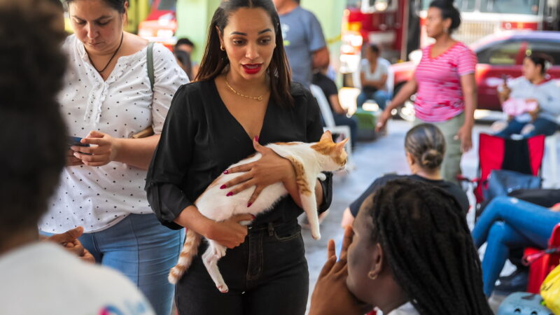 Alcaldía del DN esteriliza 102 animales y coloca 530 vacunas en jornada de este fin de semana